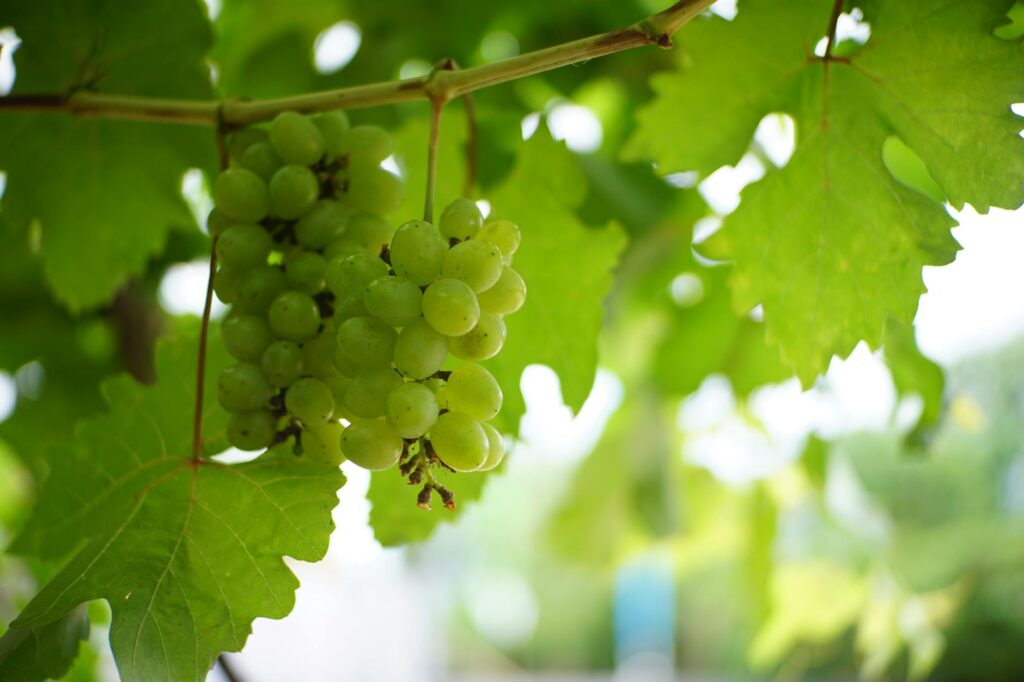 Chùm nho xanh Úc giống Autumn tươi ngon, cuống xanh căng – nhập khẩu chính ngạch | ViettropFruit
