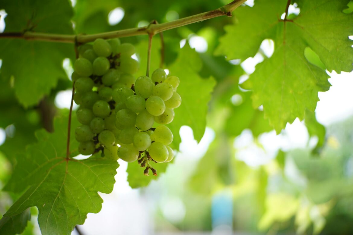 Chùm nho xanh Fruitico Úc không hạt, hạt to tròn căng bóng, nhập khẩu chính ngạch ViettropFruit